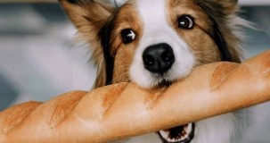 Köpekler ekmek yiyebilir mi?