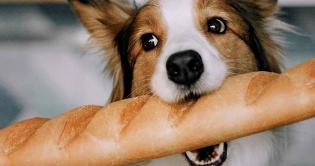 Köpekler ekmek yiyebilir mi?