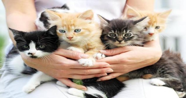 Kucağa alınmayı seven kedi nasıl anlaşılır?